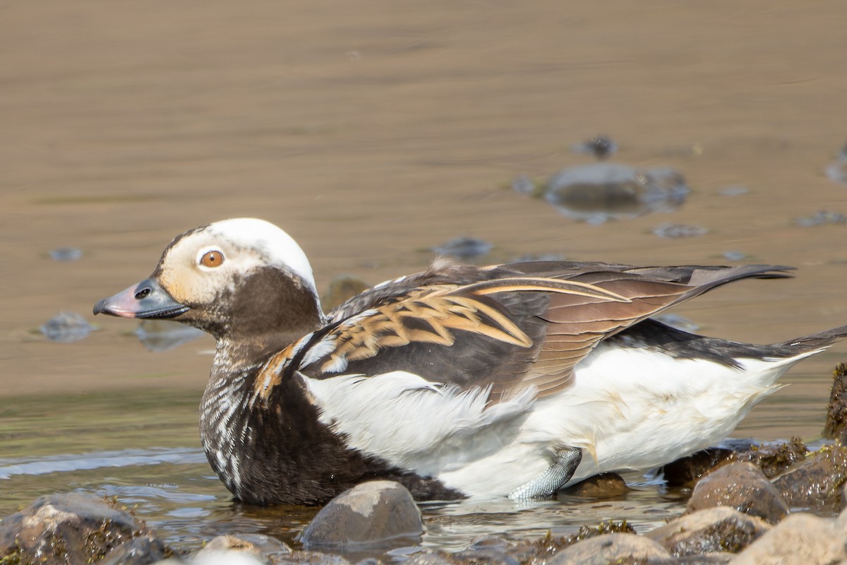 Long-tailed Duck - ML619118886