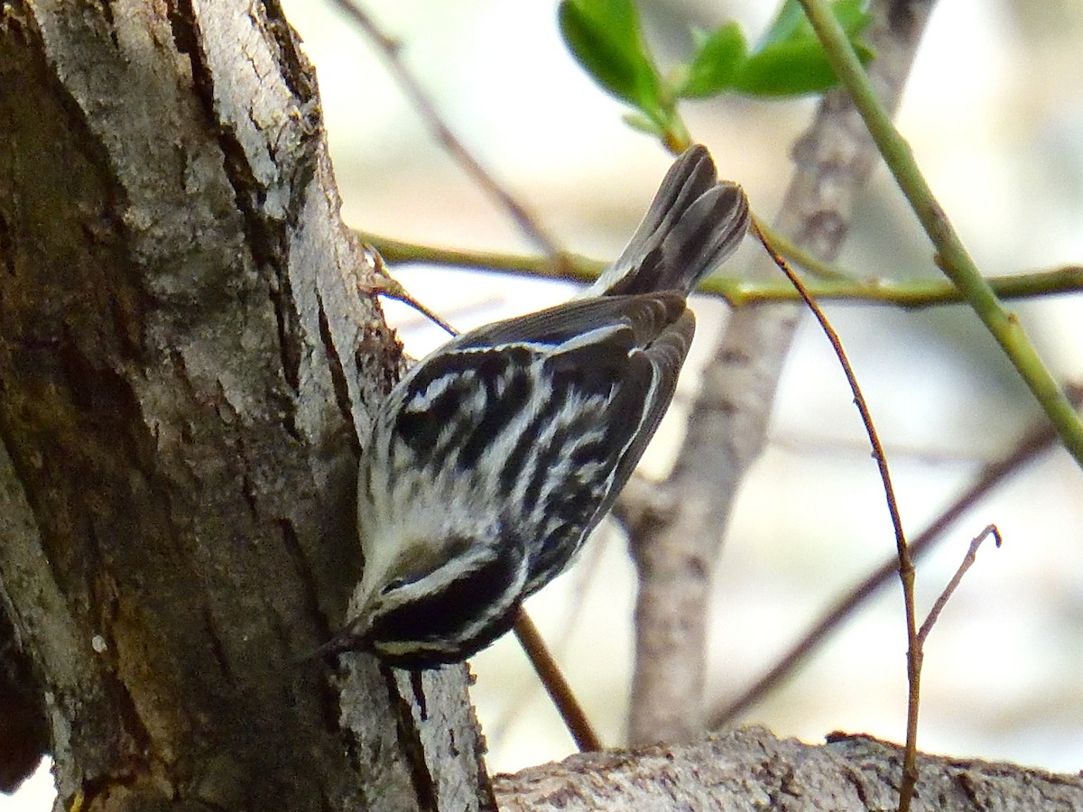 Black-and-white Warbler - ML619118889
