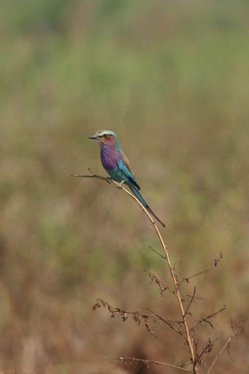 Lilac-breasted Roller - ML619118901
