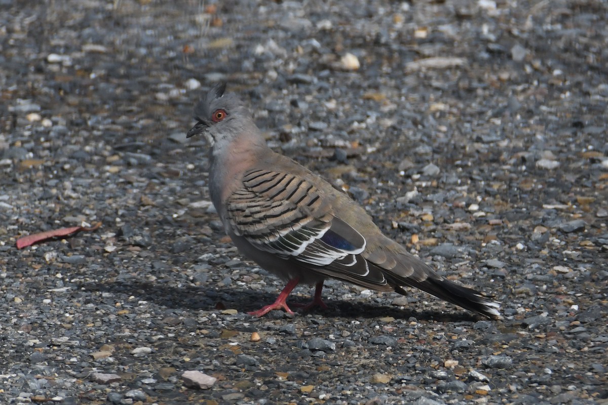 Crested Pigeon - ML619118936