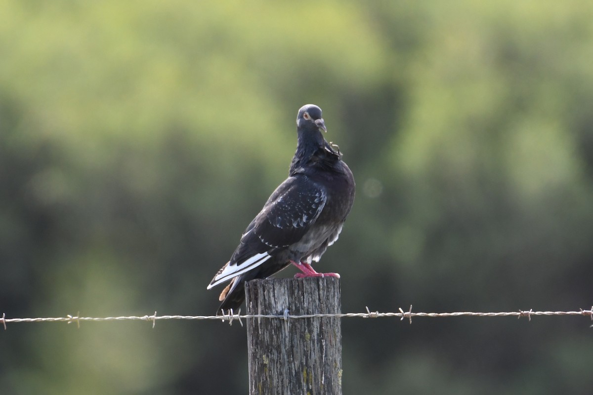 Rock Pigeon (Feral Pigeon) - ML619118977