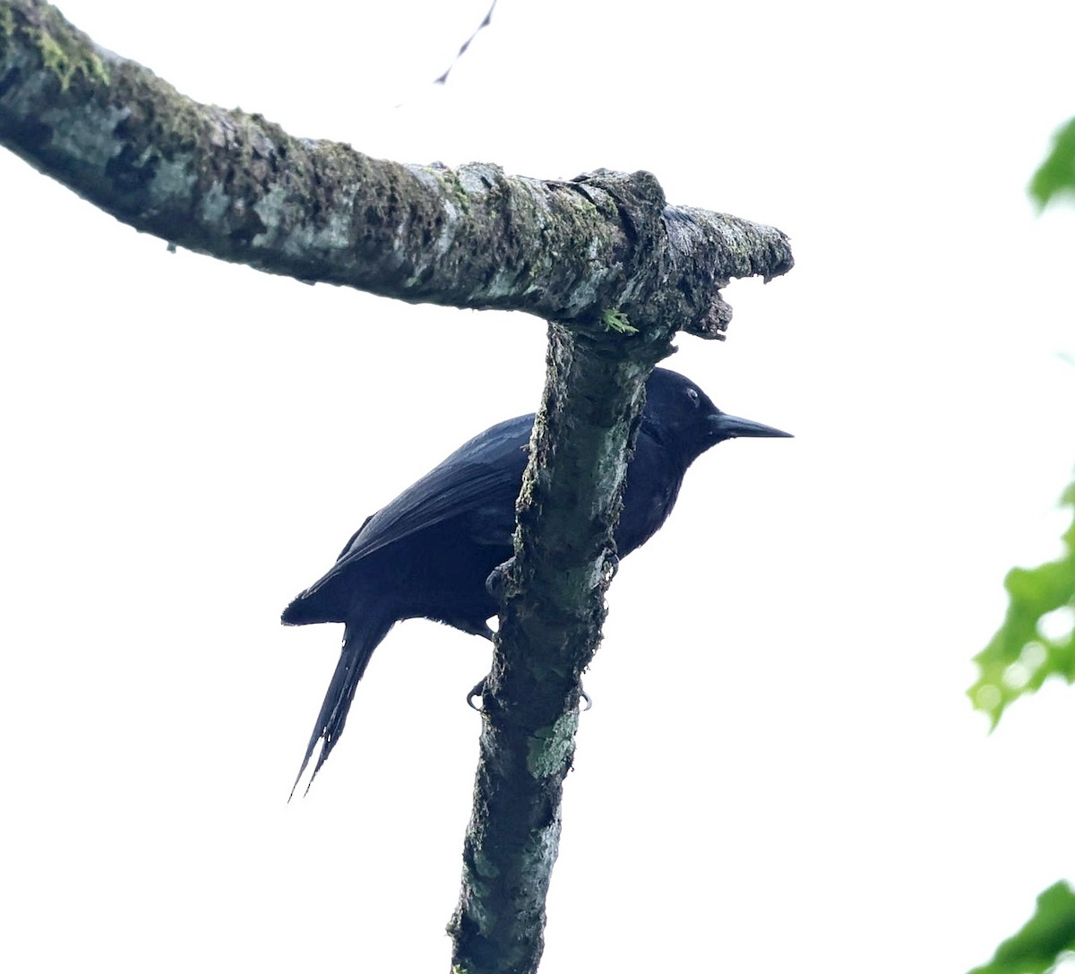 Guadeloupe Woodpecker - ML619118986