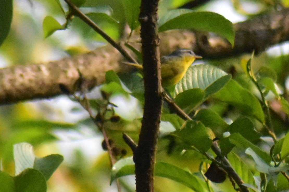 Yellow-bellied Warbler - ML619118991