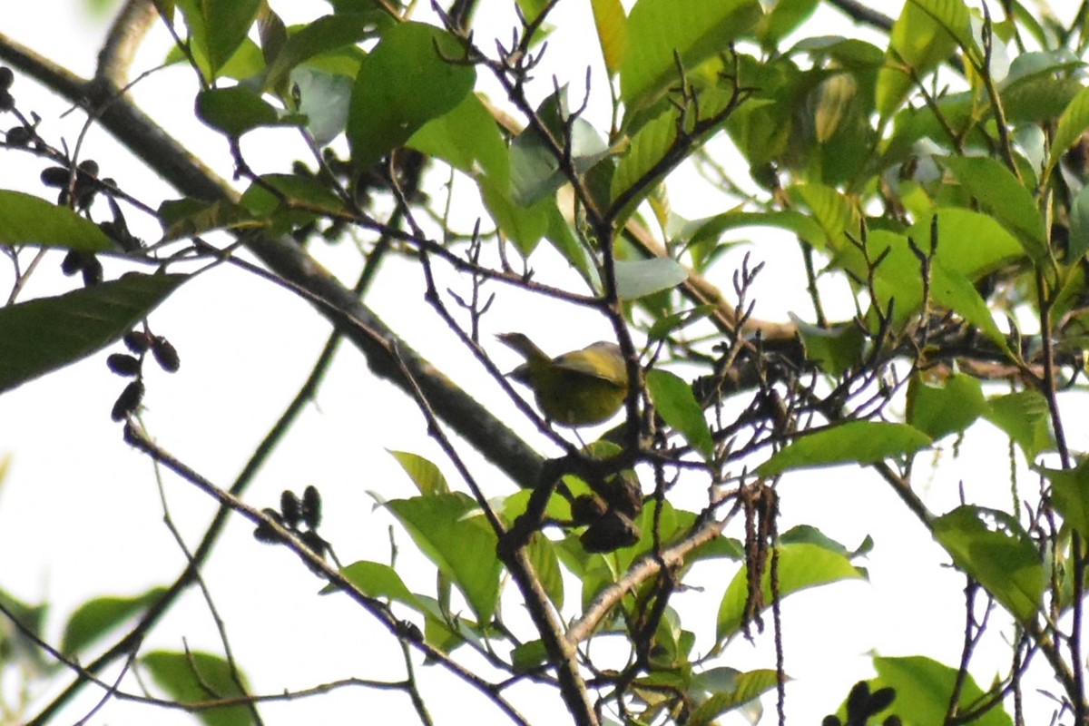 Yellow-bellied Warbler - ML619118992