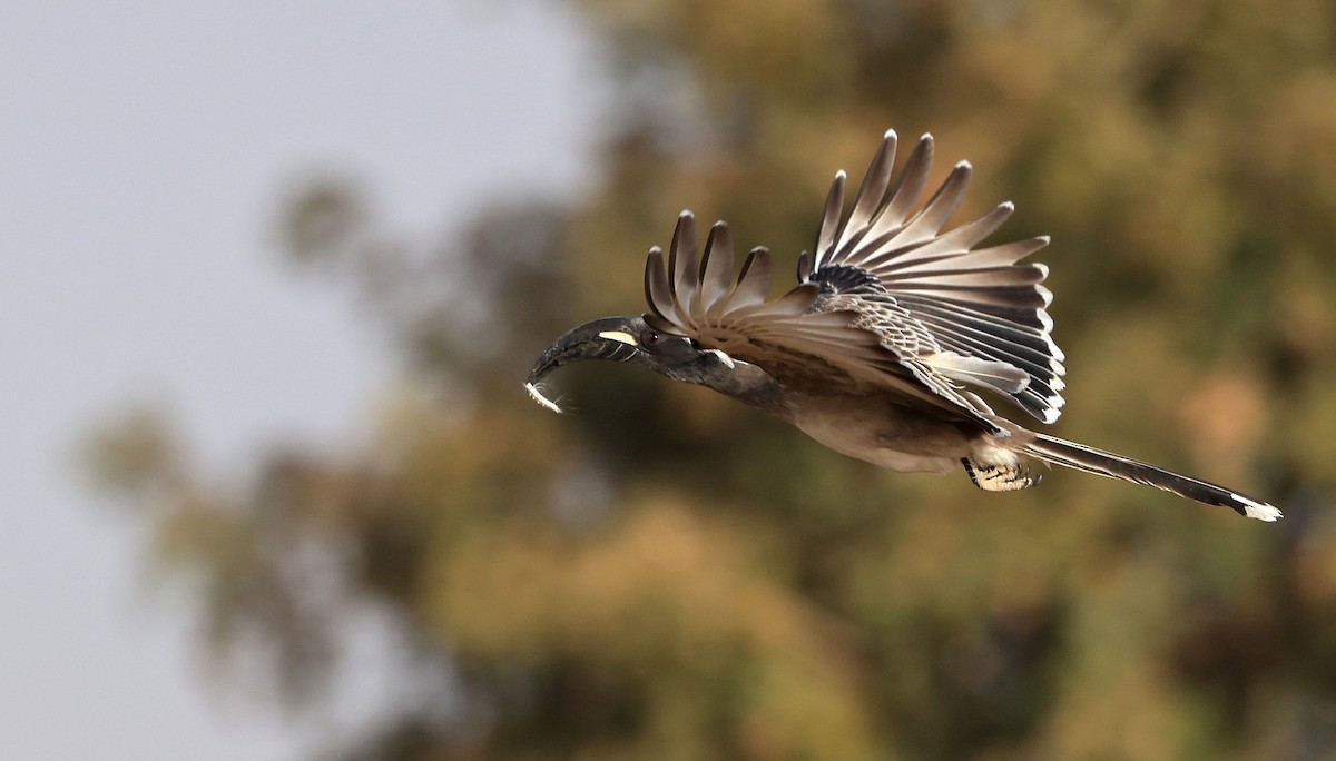 African Gray Hornbill - ML619119040