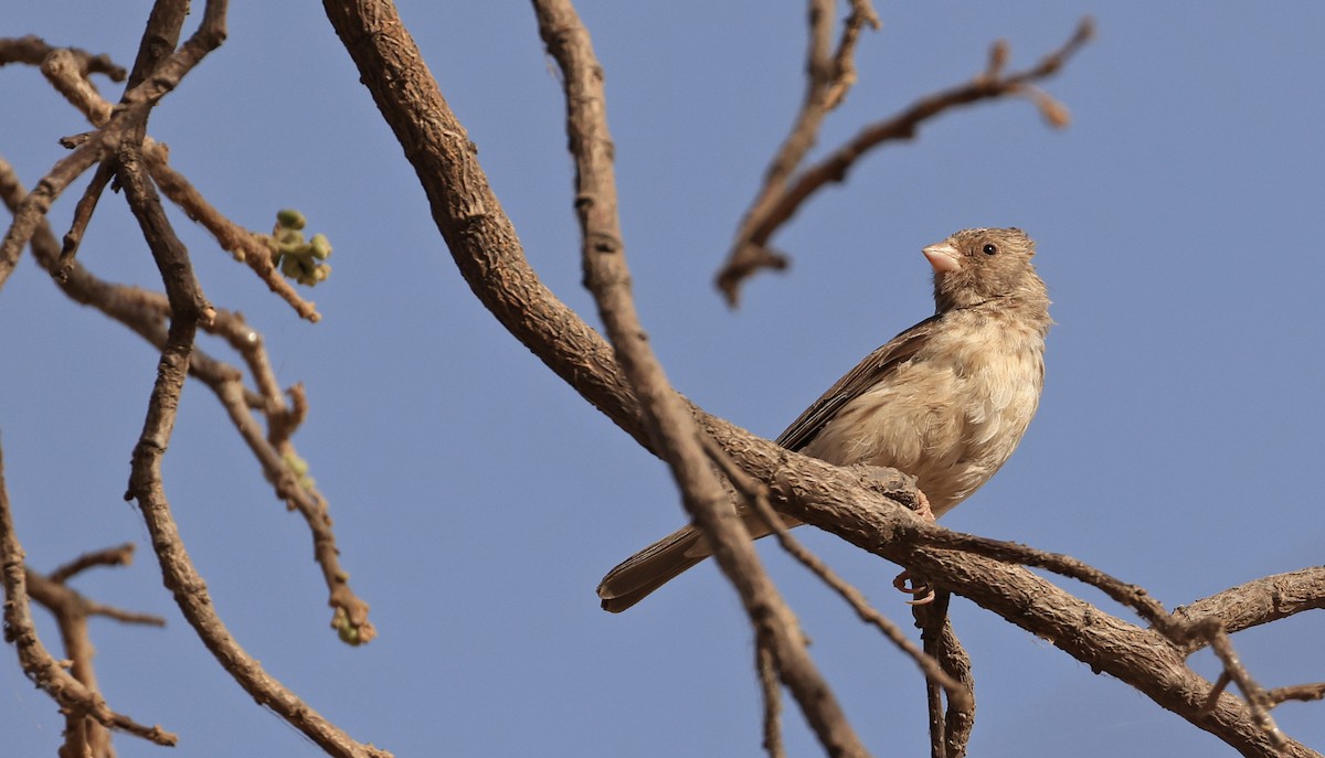 White-rumped Seedeater - ML619119080