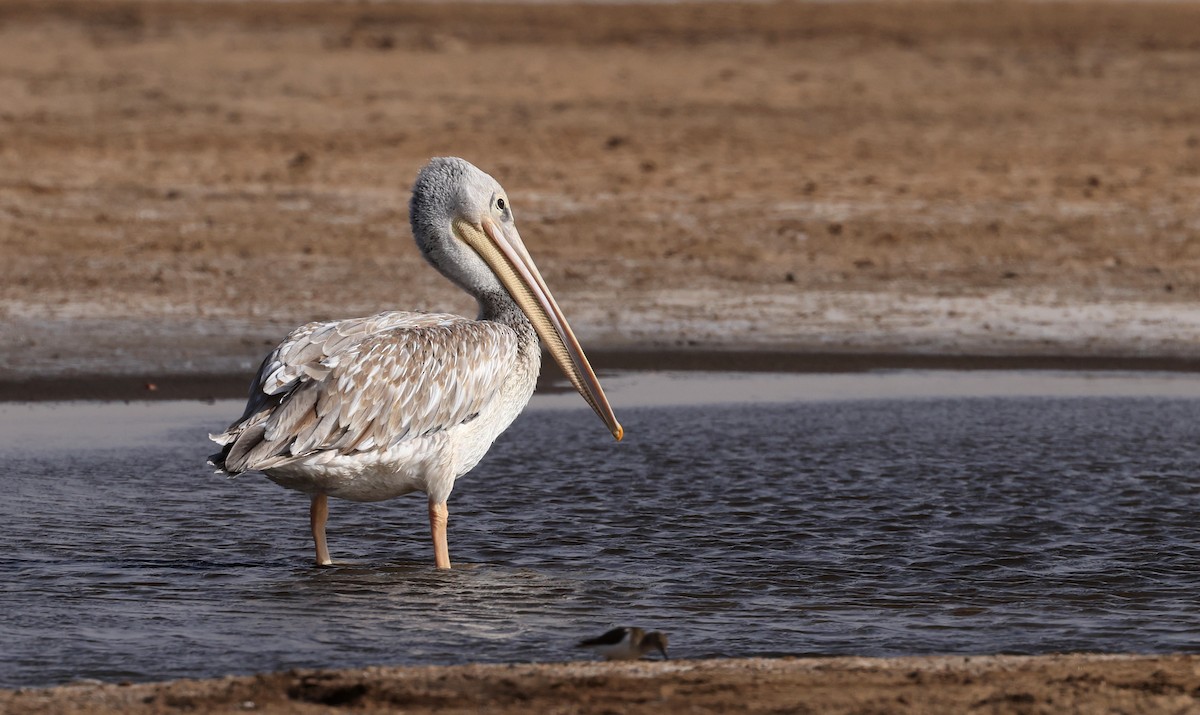 Pink-backed Pelican - ML619119115