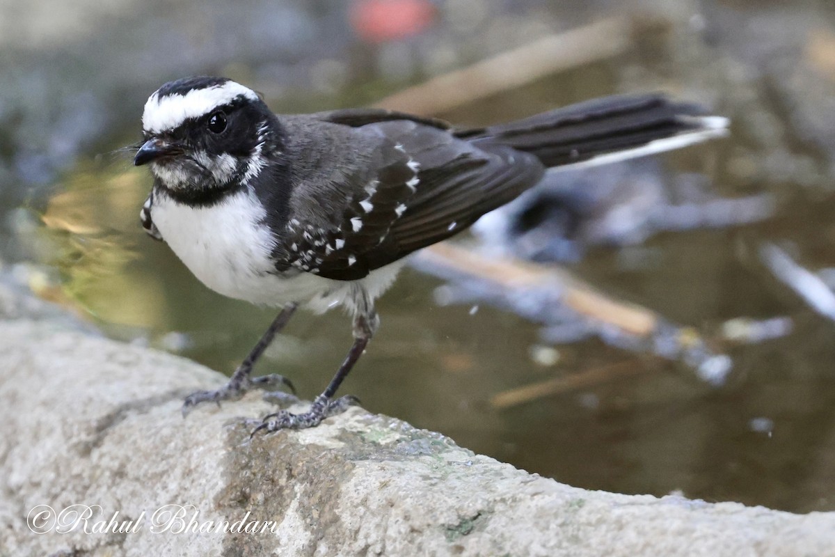 White-browed Fantail - ML619119119