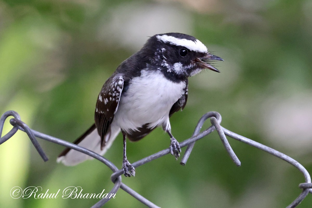 White-browed Fantail - ML619119120