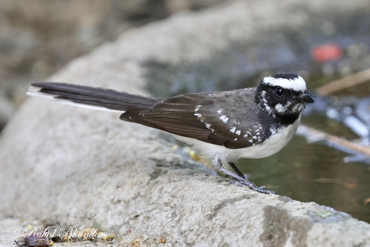 White-browed Fantail - ML619119121