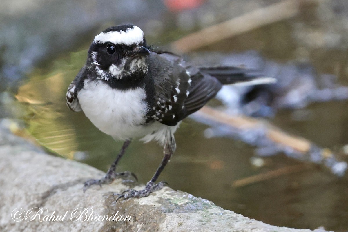 White-browed Fantail - ML619119122