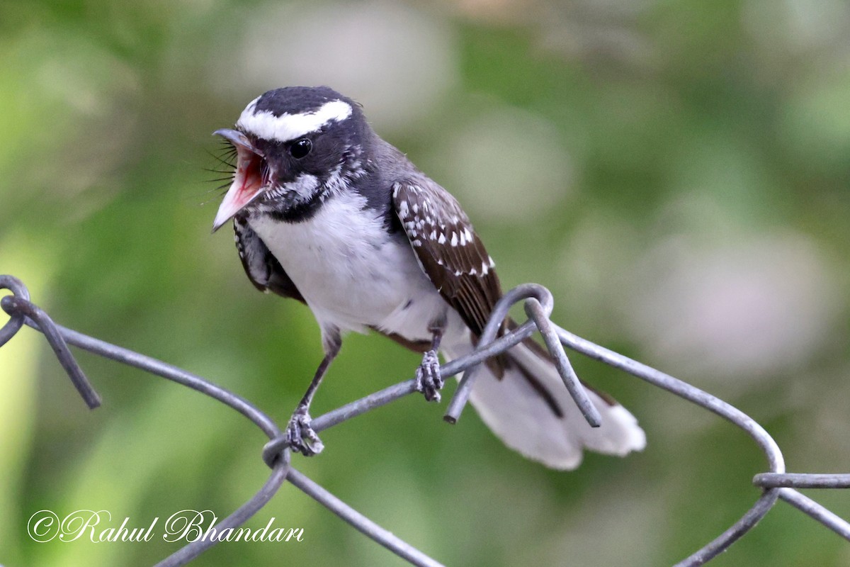 White-browed Fantail - ML619119124