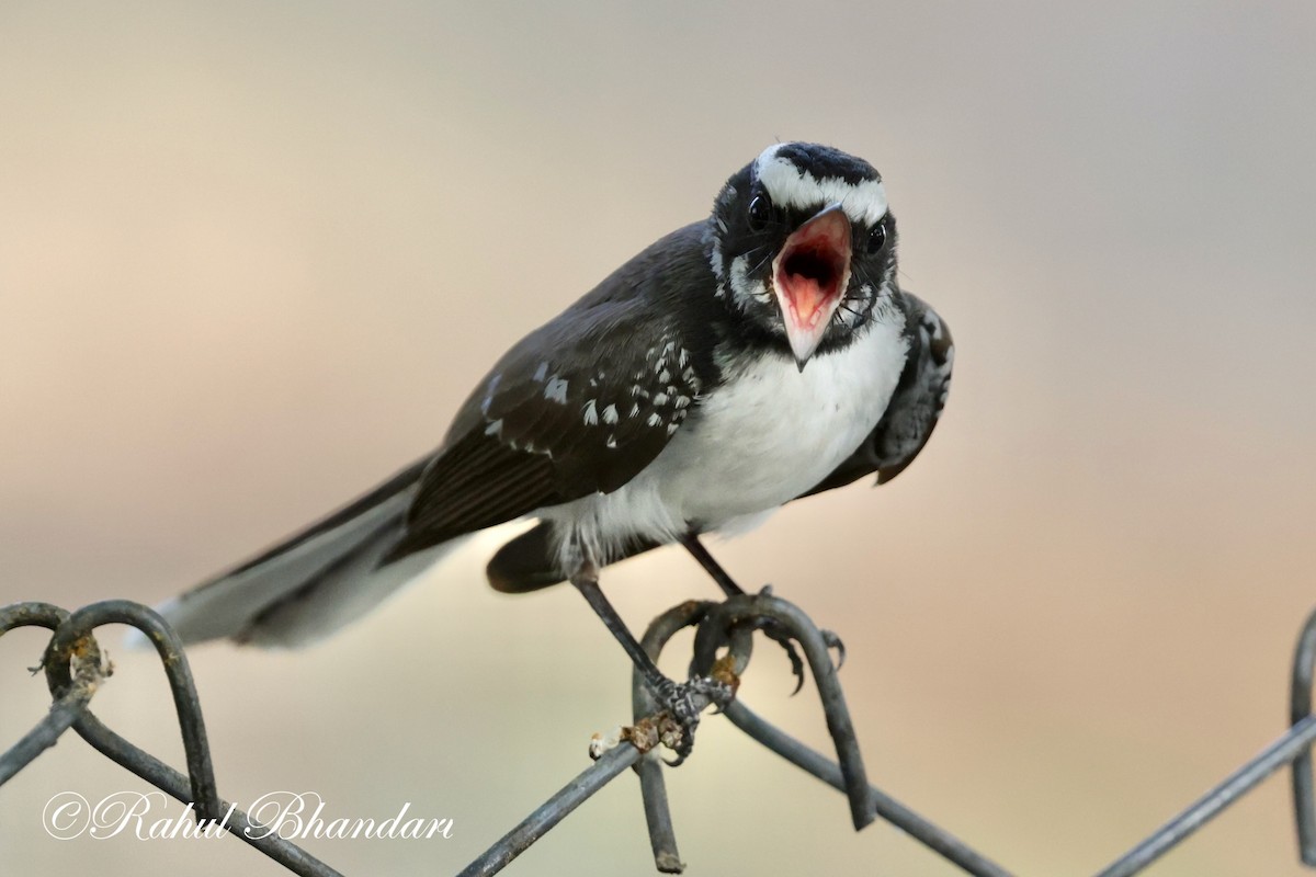 White-browed Fantail - ML619119125