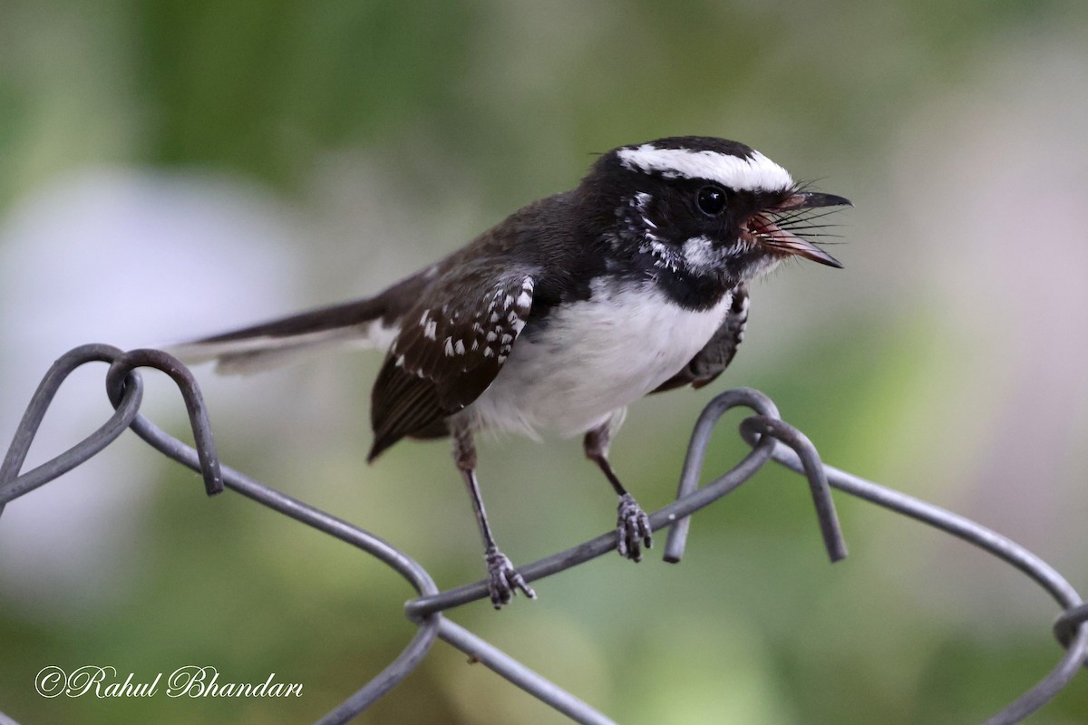 White-browed Fantail - ML619119127