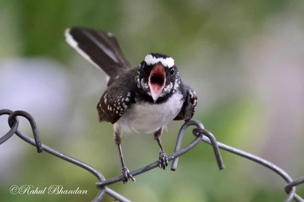 White-browed Fantail - ML619119130