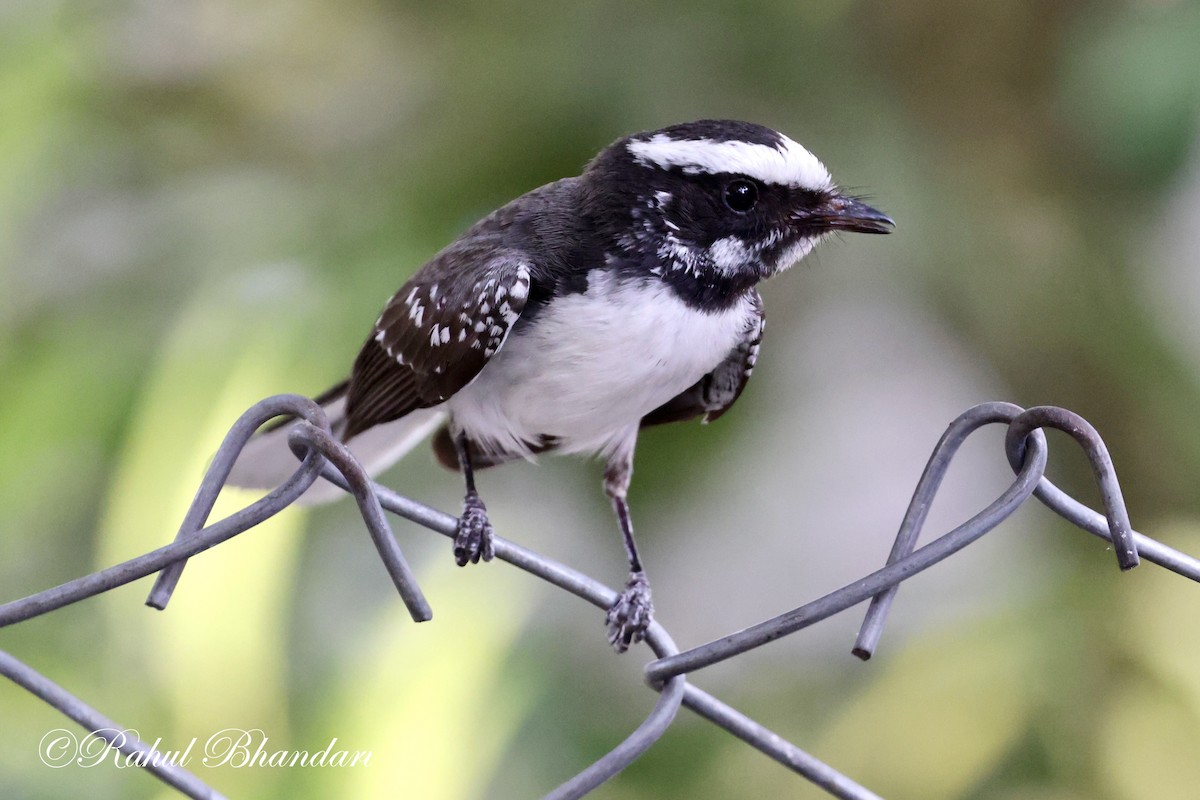 White-browed Fantail - ML619119132