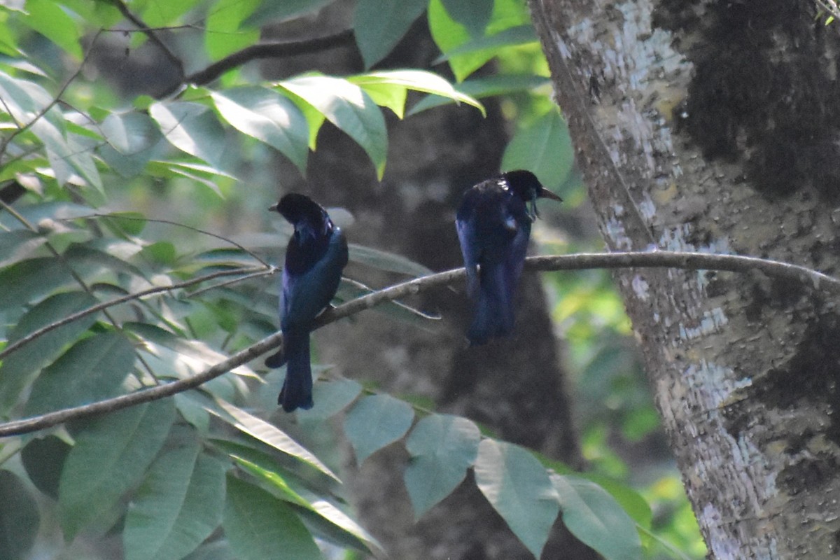 Hair-crested Drongo - ML619119161