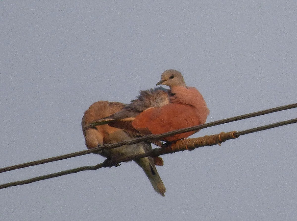 Red Collared-Dove - ML619119220