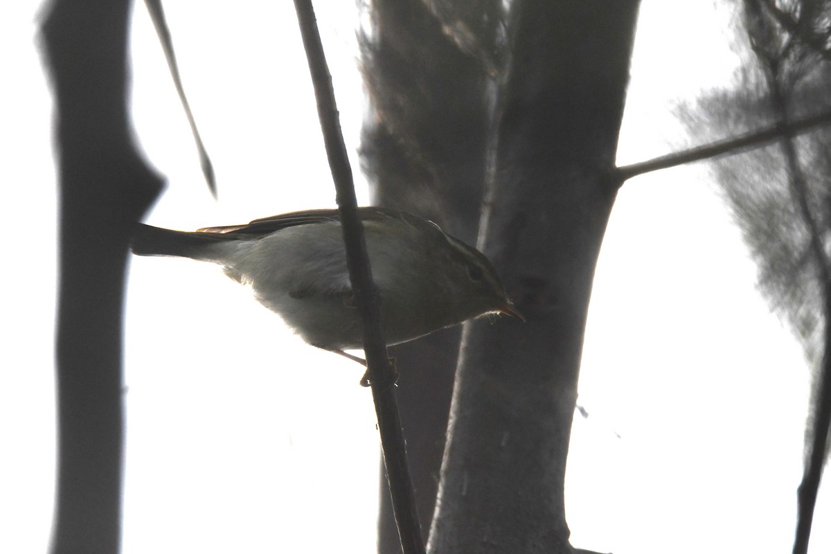 Yellow-browed Warbler - ML619119236