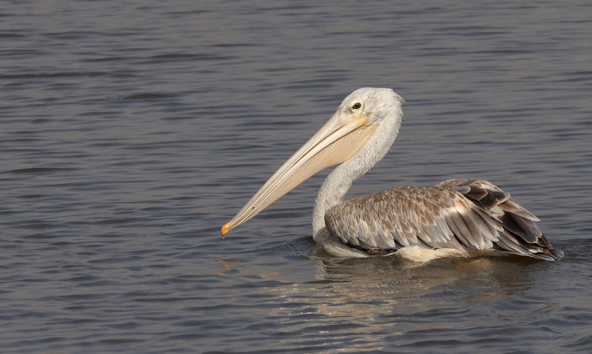 Pink-backed Pelican - ML619119247