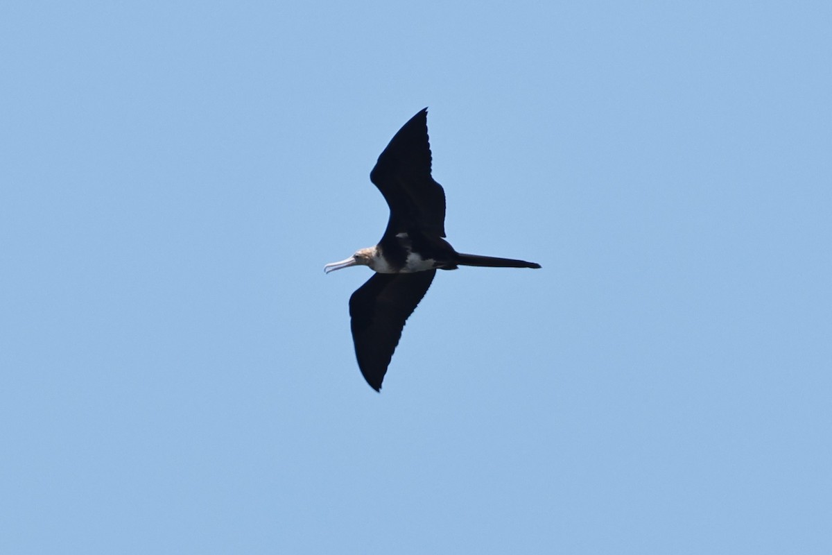Lesser Frigatebird (Lesser) - ML619119248
