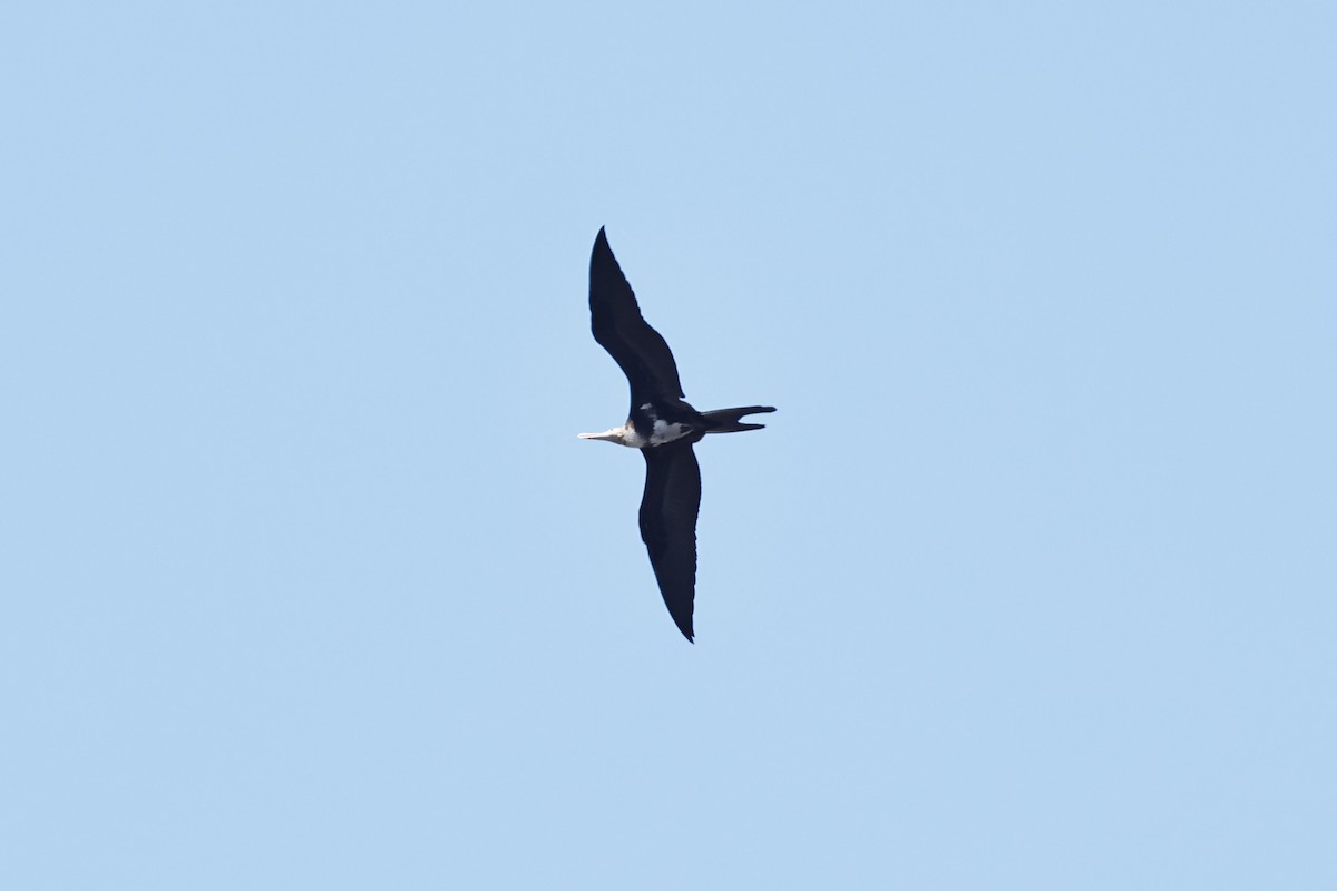 Lesser Frigatebird (Lesser) - ML619119250