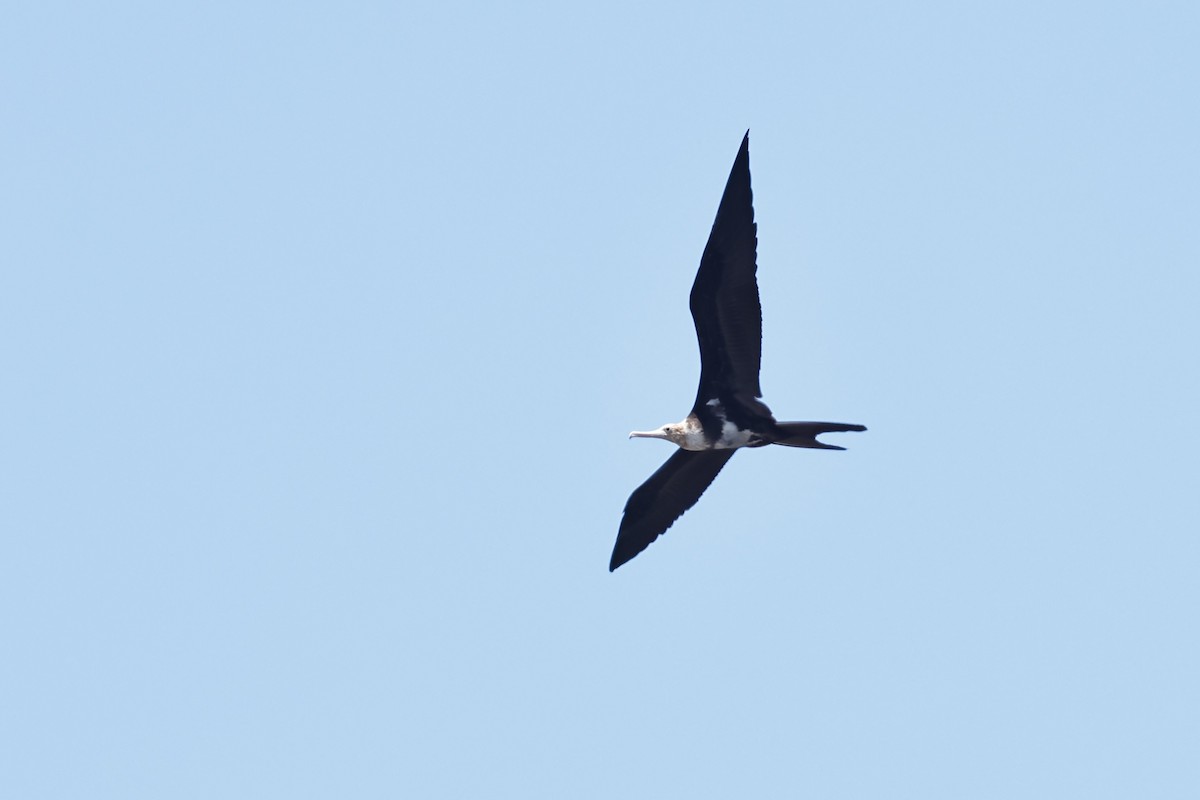 Lesser Frigatebird (Lesser) - ML619119251