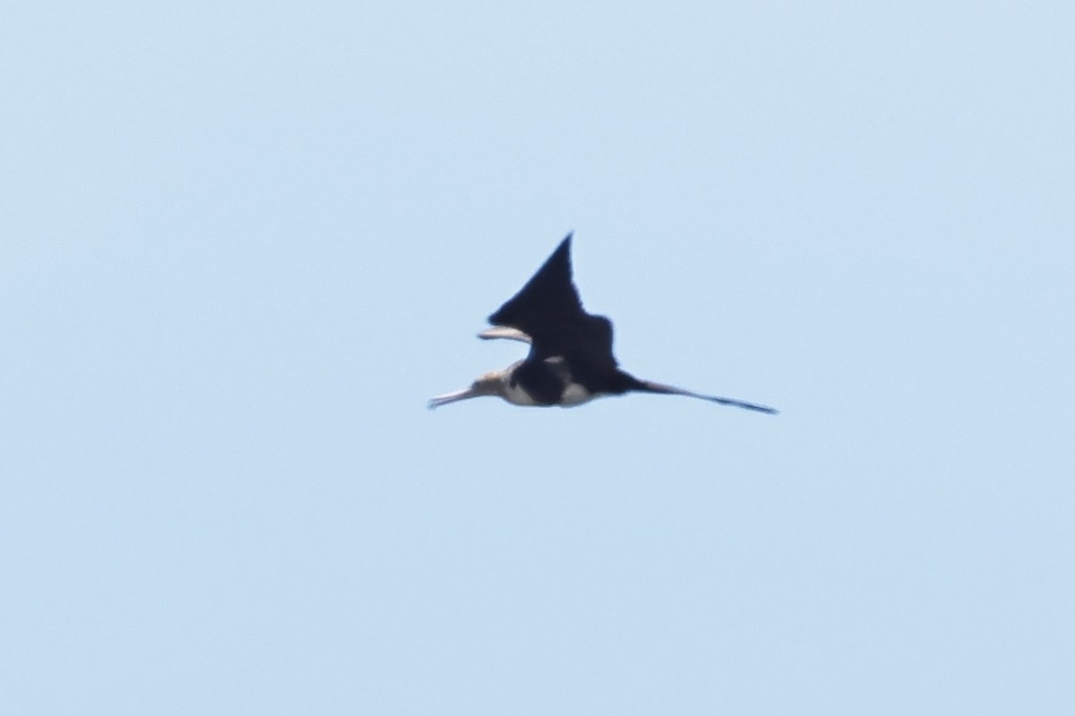 Lesser Frigatebird (Lesser) - ML619119252