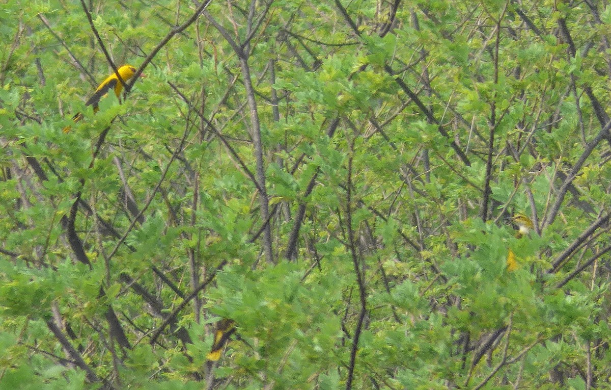 Indian Golden Oriole - ML619119263