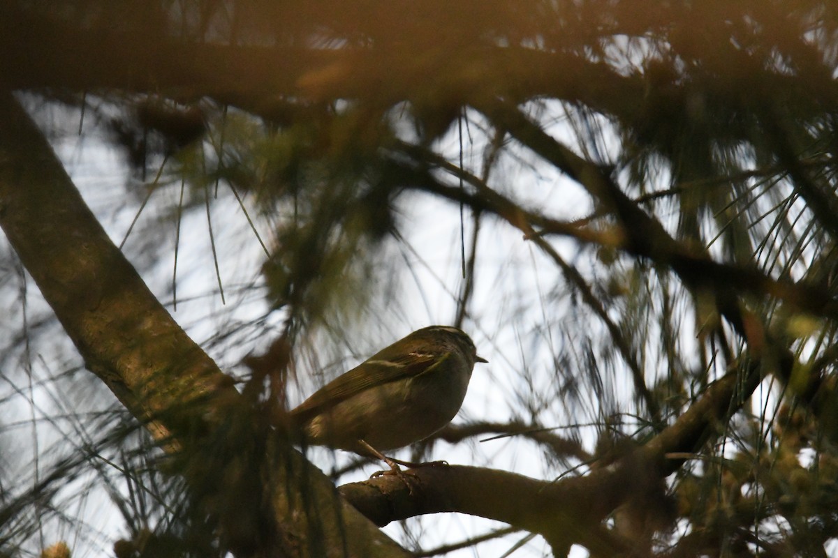 Yellow-browed Warbler - ML619119279