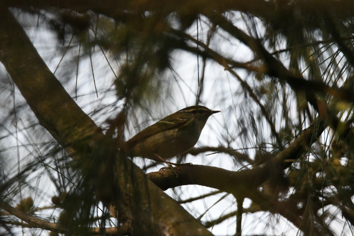 Yellow-browed Warbler - ML619119283