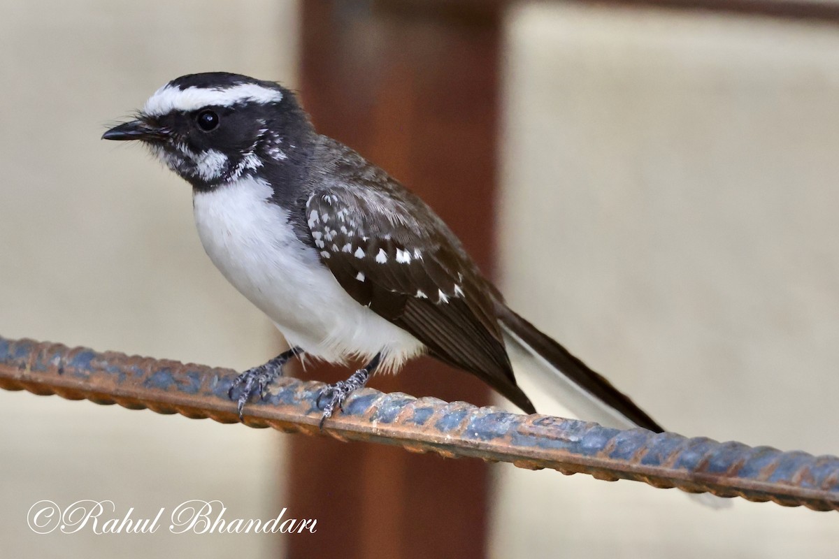 White-browed Fantail - ML619119284