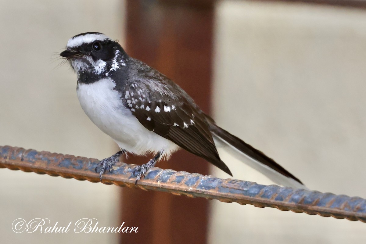 White-browed Fantail - ML619119285