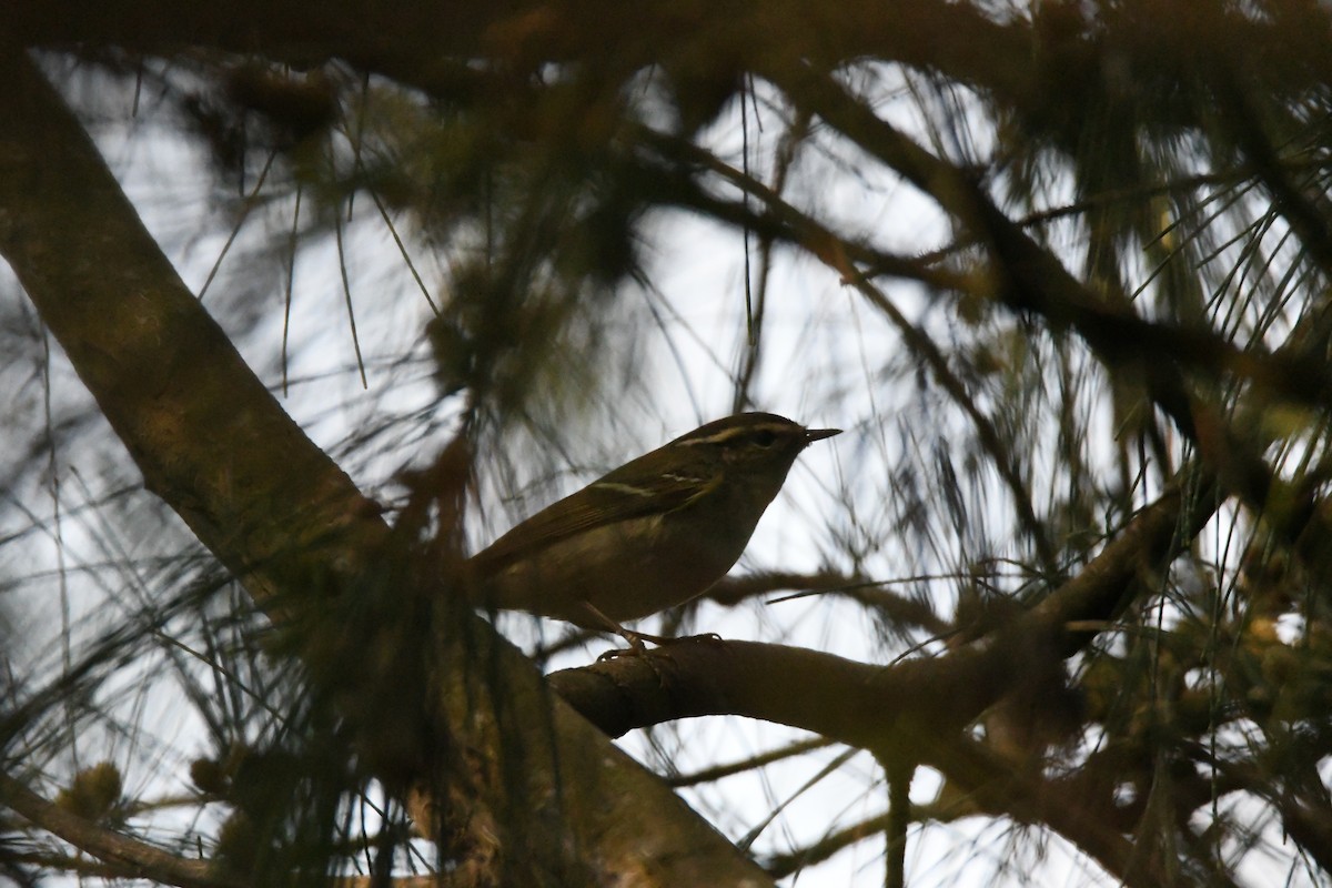 Yellow-browed Warbler - ML619119290