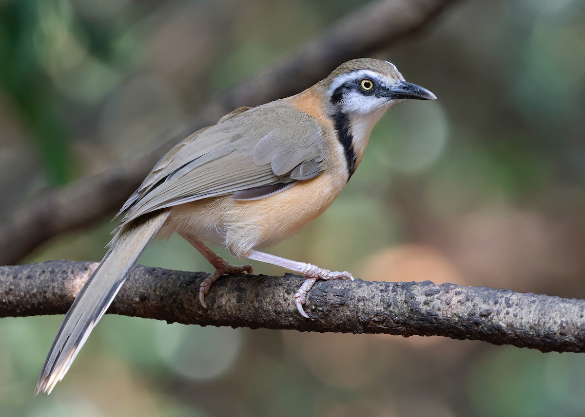 Lesser Necklaced Laughingthrush - ML619119321