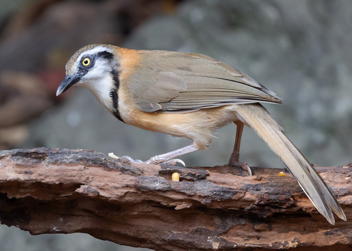 Lesser Necklaced Laughingthrush - ML619119322