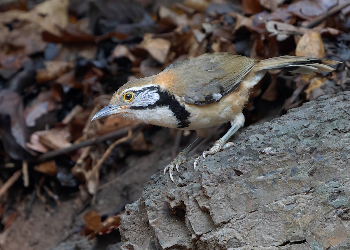 Greater Necklaced Laughingthrush - ML619119327