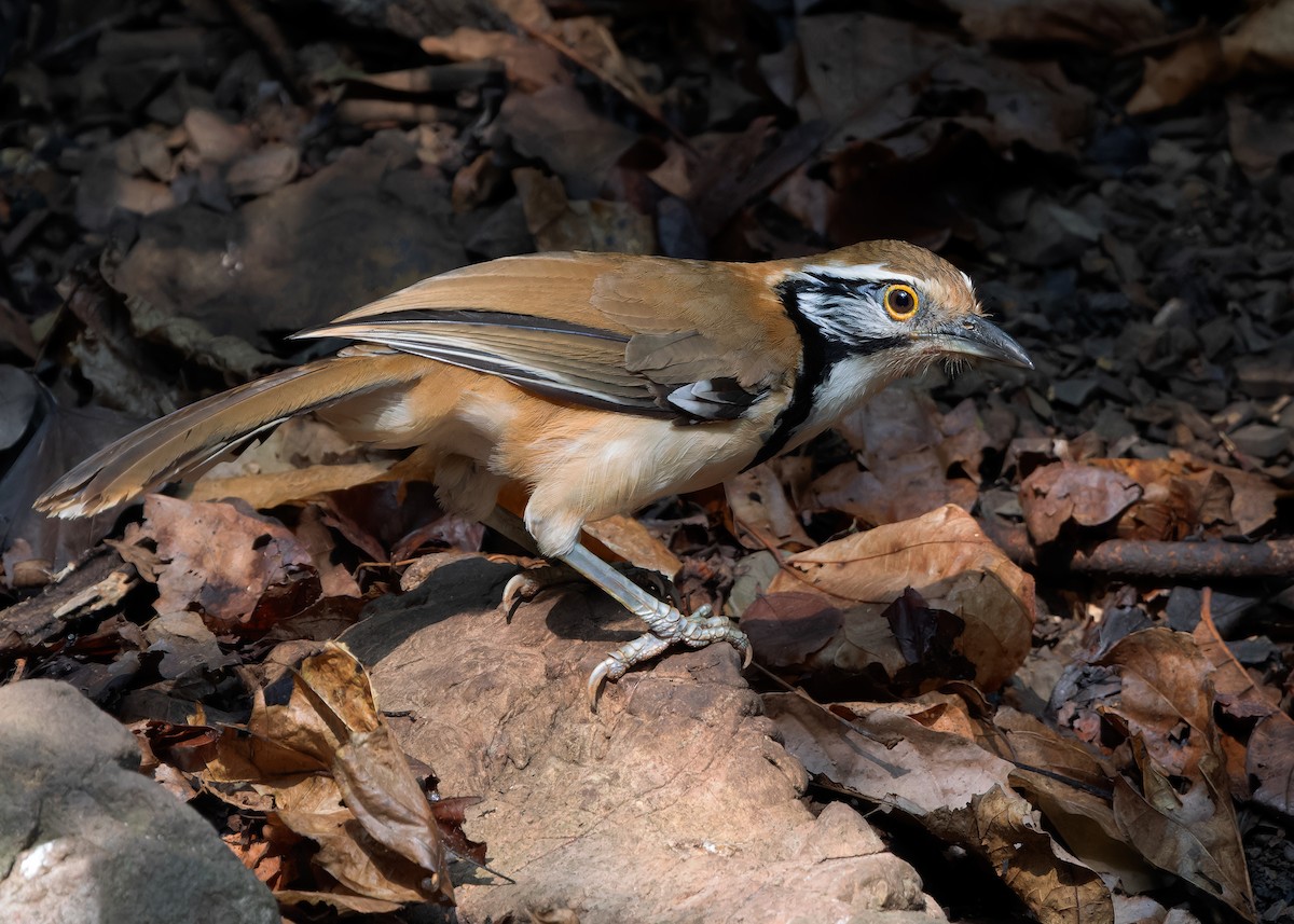 Greater Necklaced Laughingthrush - ML619119328