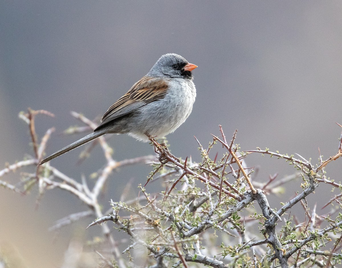 Black-chinned Sparrow - ML619119330