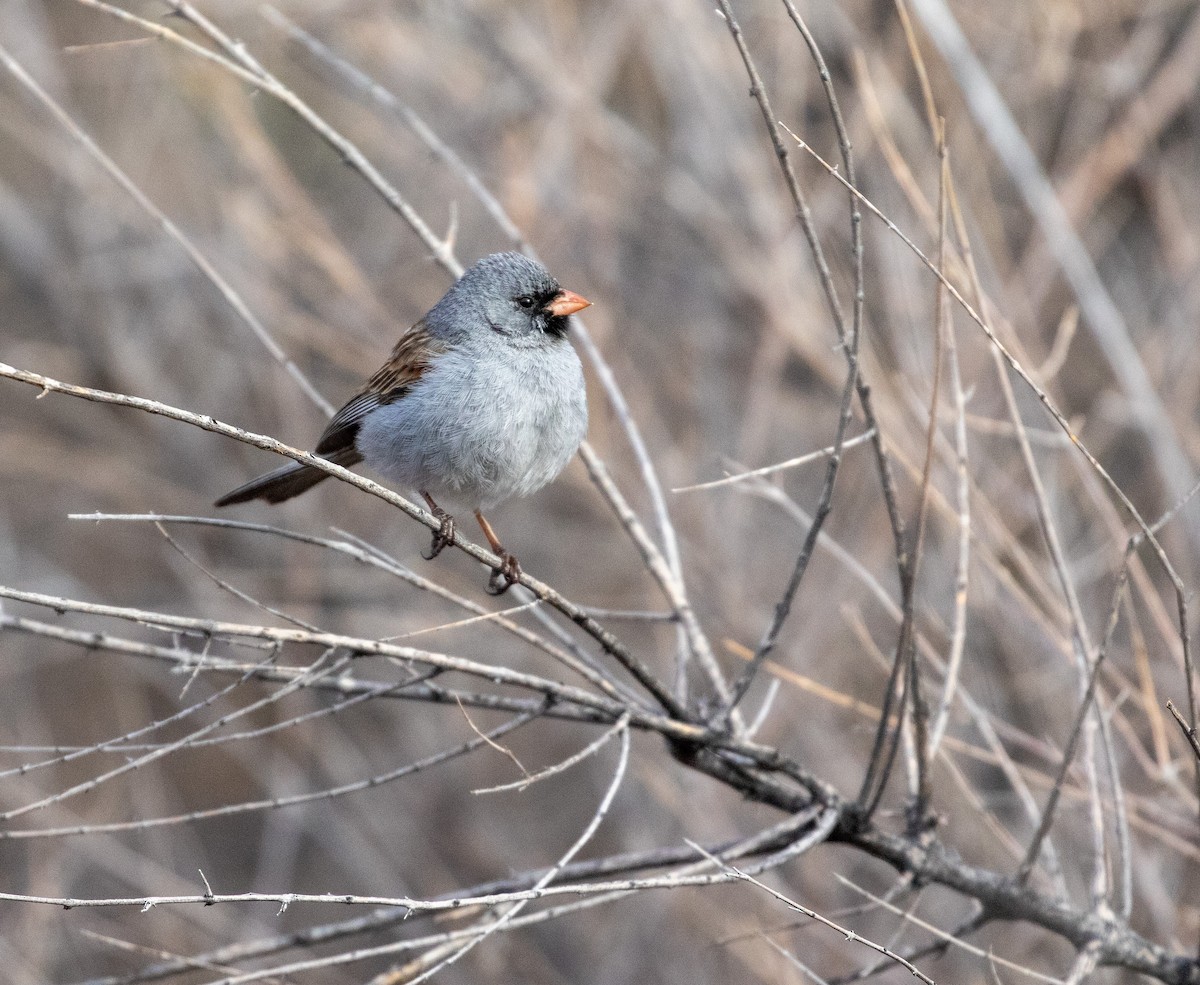 Black-chinned Sparrow - ML619119348