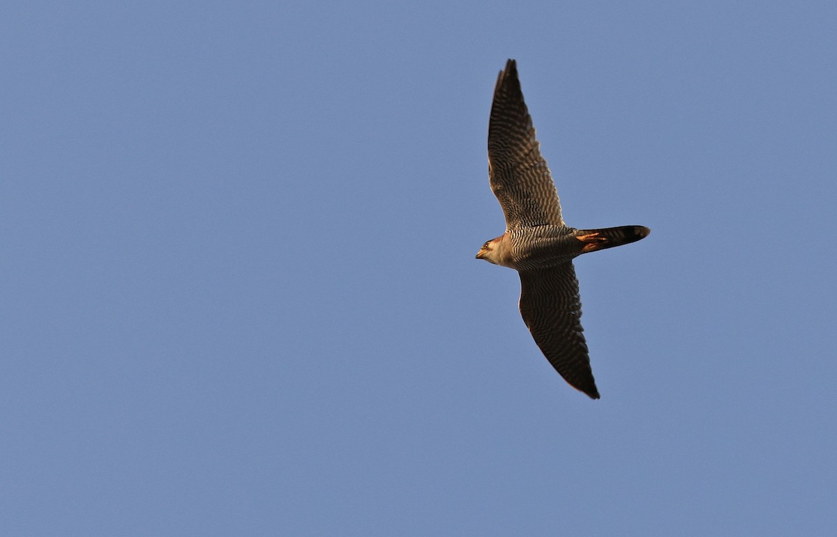 Red-necked Falcon - ML619119394