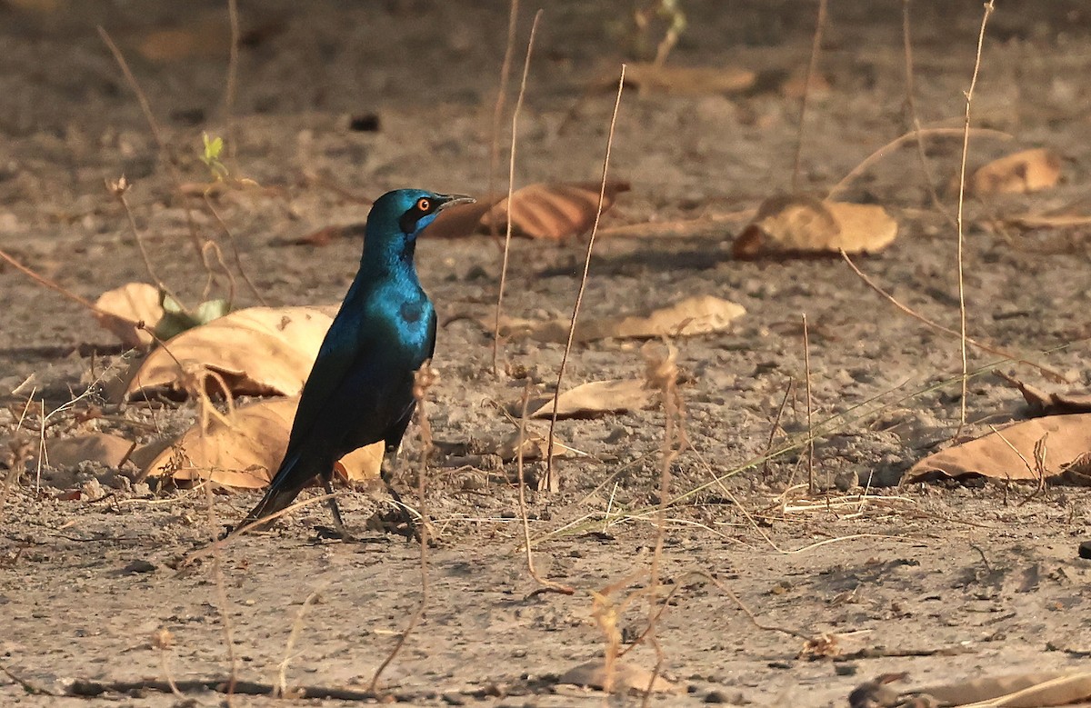 Greater Blue-eared Starling - ML619119401