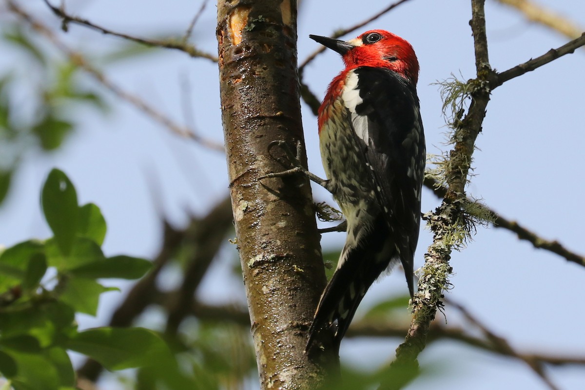Red-breasted Sapsucker - ML619119431