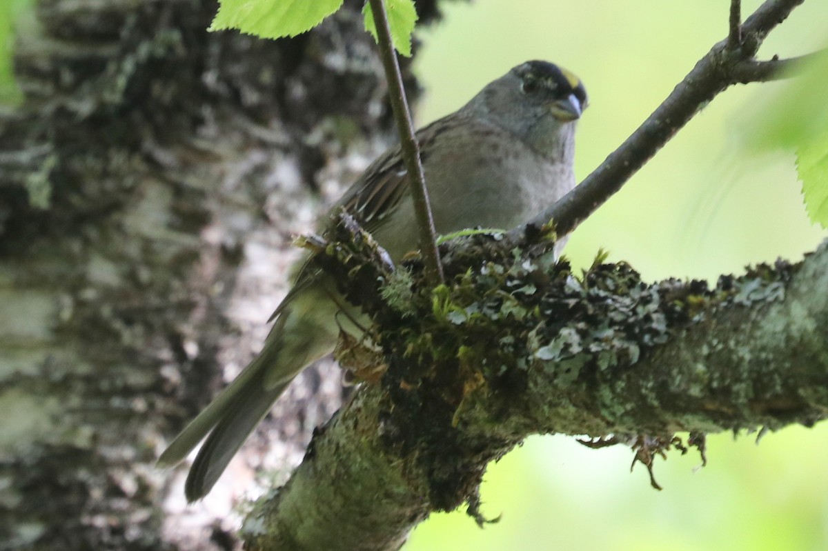 Golden-crowned Sparrow - ML619119443
