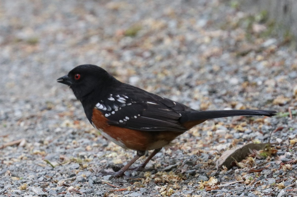 Spotted Towhee - ML619119447