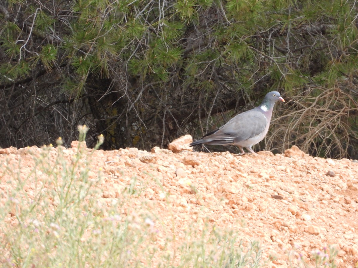 Common Wood-Pigeon - ML619119505