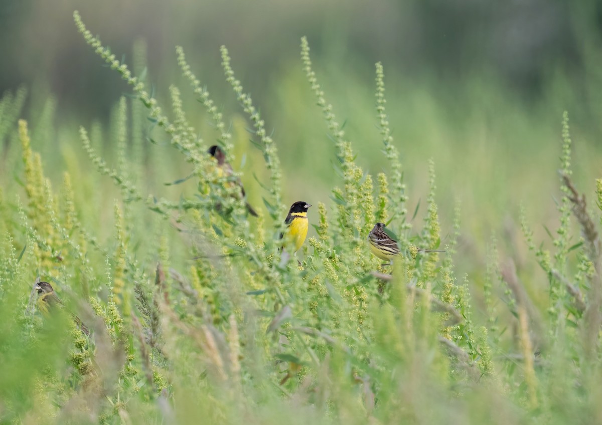 Yellow-breasted Bunting - ML619119551