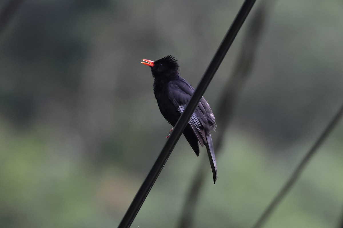 Bulbul noir (nigerrimus) - ML619119599