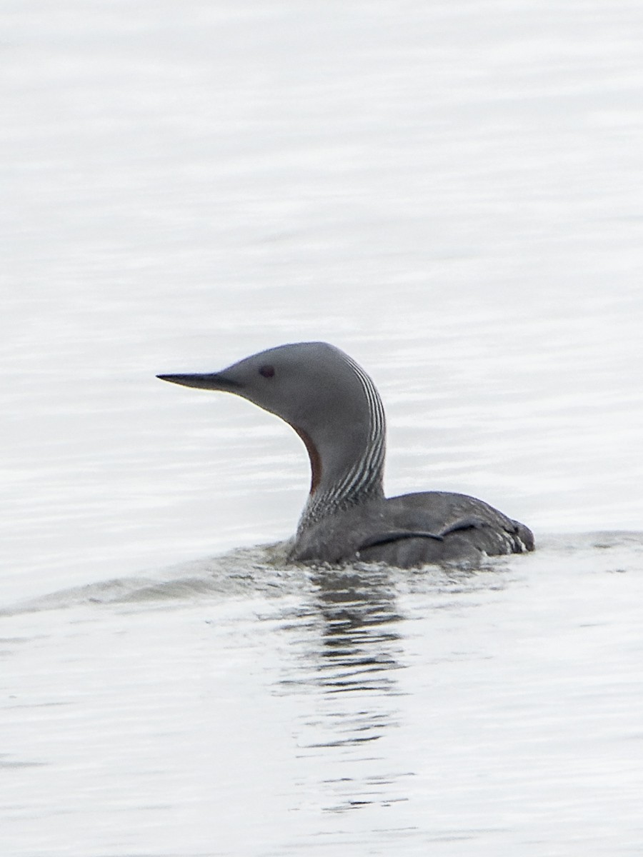 Red-throated Loon - ML619119668