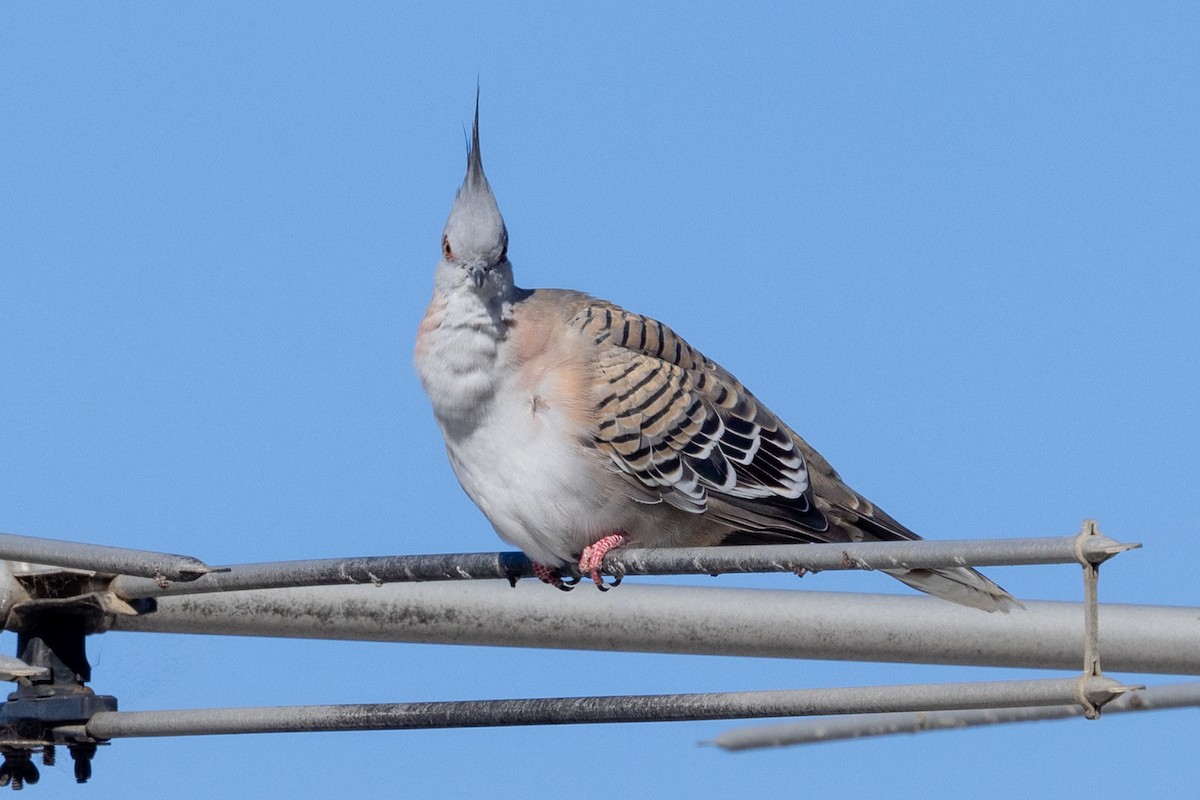 Crested Pigeon - ML619119669